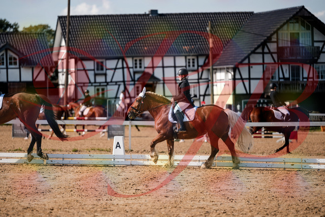 2026_10_03_Siefer-Hof_130340_Z63_65868786 | Professionelle Reitsport-, Turnier- und Eventfotografie von Robert Broda. Galerien mit ausgewählten und bearbeiteten Bildern direkt online ansehen und bestellen.