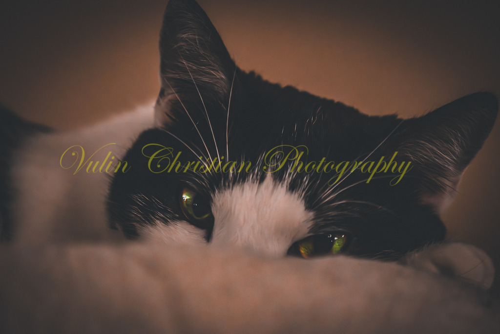 P 74 | Christian Vulin  - Realisiert mit Pictrs.com