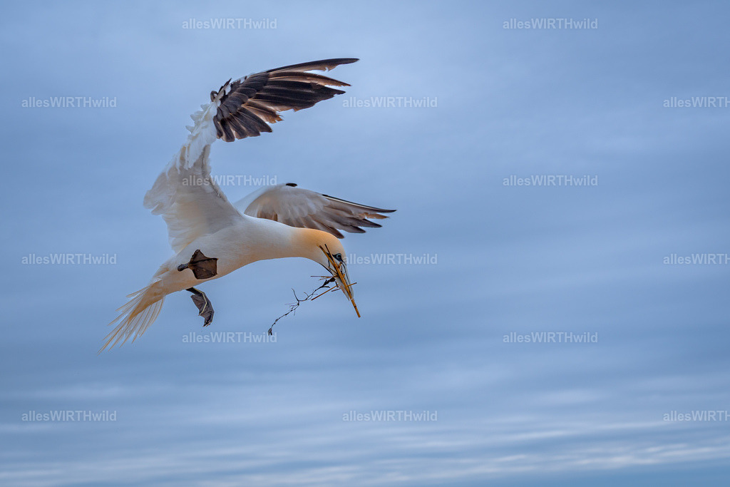 allesWIRTHwild.de - 7IV03929 | Entdecke die faszinierende Welt der Natur- und Wildlife-Fotografie von Daniel und Bärbel. Inspirierende Bilder von wilden Tieren und kleinen Naturwundern.