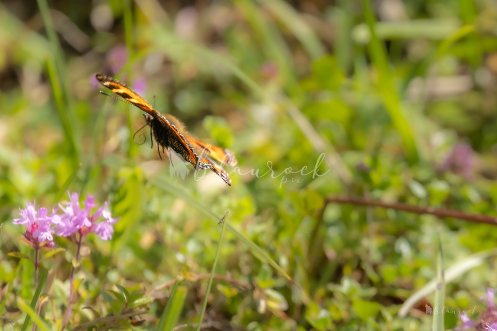 701A2394 | Sportbilder, Sportfotograf, Hochzeits- und Eventfotografin, Flugshows, Portraits und Tiershooting, Aviation, Downhill, Nationalleague, Swissleague, International