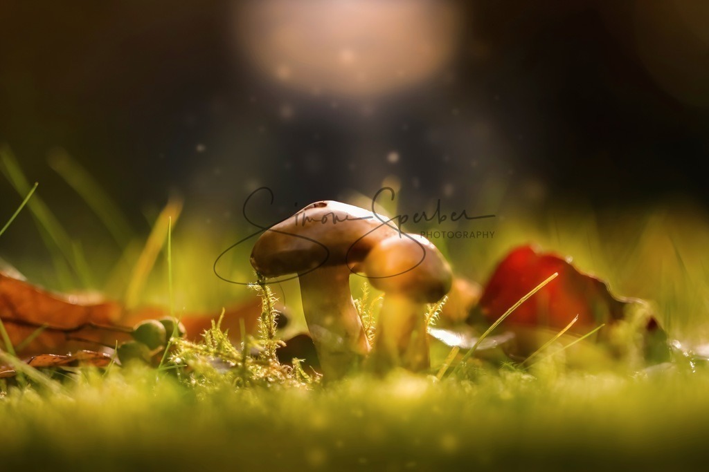 Pilze im magischen Lichtnebel | Simone Sperber, svb-photography,Fotografin,Bilddesignerin,Naturfotografie,Macrofotografie,Tierfotografie,Wildtierfotografie,Ausstellungen,Auftragsfotografie,Kunst,Art,Photographer,Shootings,Bildberatbeitung,Galerie,Shop