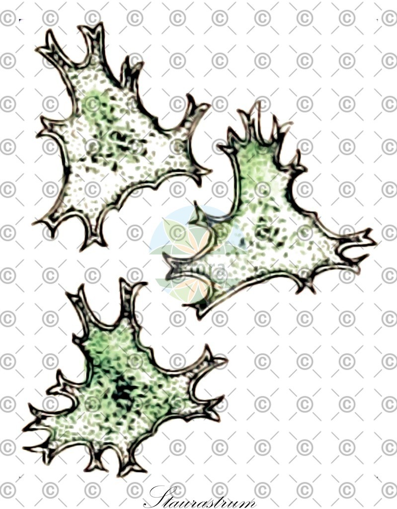 HistAbb_wfo-0000121288_1_ENZY_Simple | Historische Abbildung von Staurastrum - Desmidiaceae (0) | Historical Illustration of Staurastrum - Desmidiaceae (0)