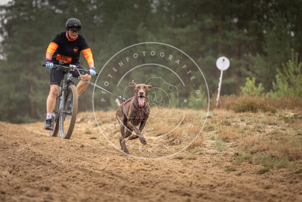 Pfotenfotografie_DV3A3597 | Hundefotografie, Tierfotograf, Pfotenfotografie, Fotoshooting Hund, Hunde Portrait, Hundesport, Hundeportraits, Heideshooting, Hunde, Sportfotograf, Hundefotograf, Turnierhundsport, THS,  - Realisiert mit Pictrs.com