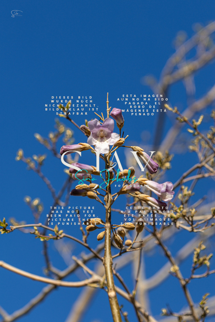 IMG_2245 | s-jay-photography - Realisiert mit Pictrs.com