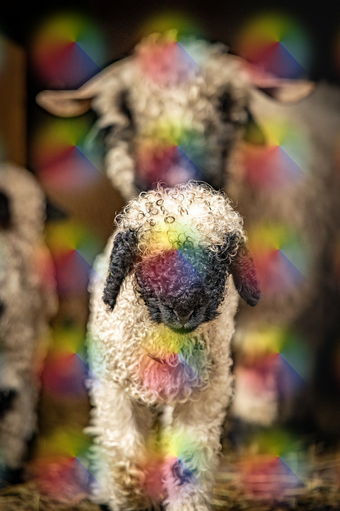 1M5A3555 | FineArtPrint, Hahnemühle, FeeGalerie, Fee Galerie, Fotokunst, Fotografie, Canonphotography, Bergfoto, Matterhorn, Rimpfischhorn, Allalinhorn, Saas-Fee, Wallis, Valais, Switzerland, Bergfotografie