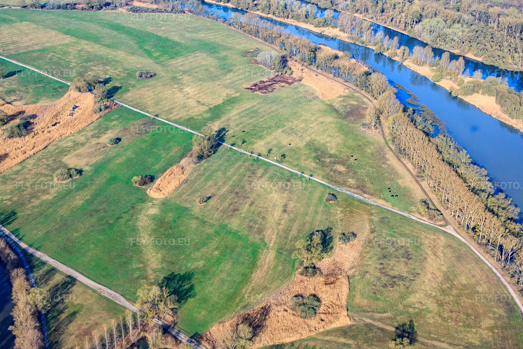 Vue aérienne: Pâturage du bétail dans la Réserve naturelle du Delta de la Sauer à Munchhausen dans le département Bas Rhin, France – .Photo: IMG_25594.jpg prise le 02/04/2010 par Werner Riehm/FLY-FOTO.eu – Résolution de l'original: 4588 x 3058 px