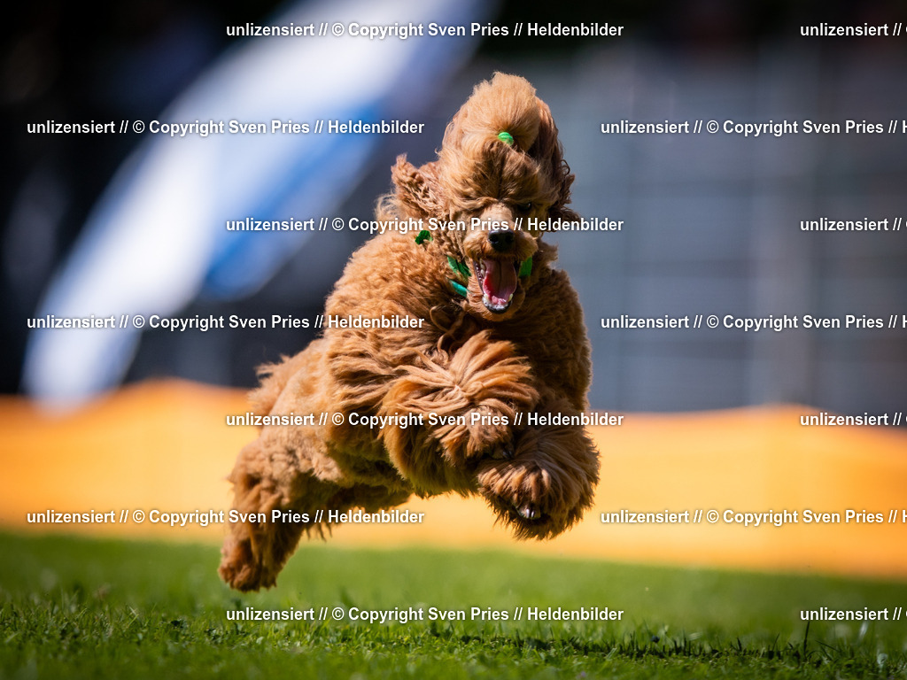 Sven Pries | 2025-08-10 - Hunderennen Durlach - Realisiert mit Pictrs.com