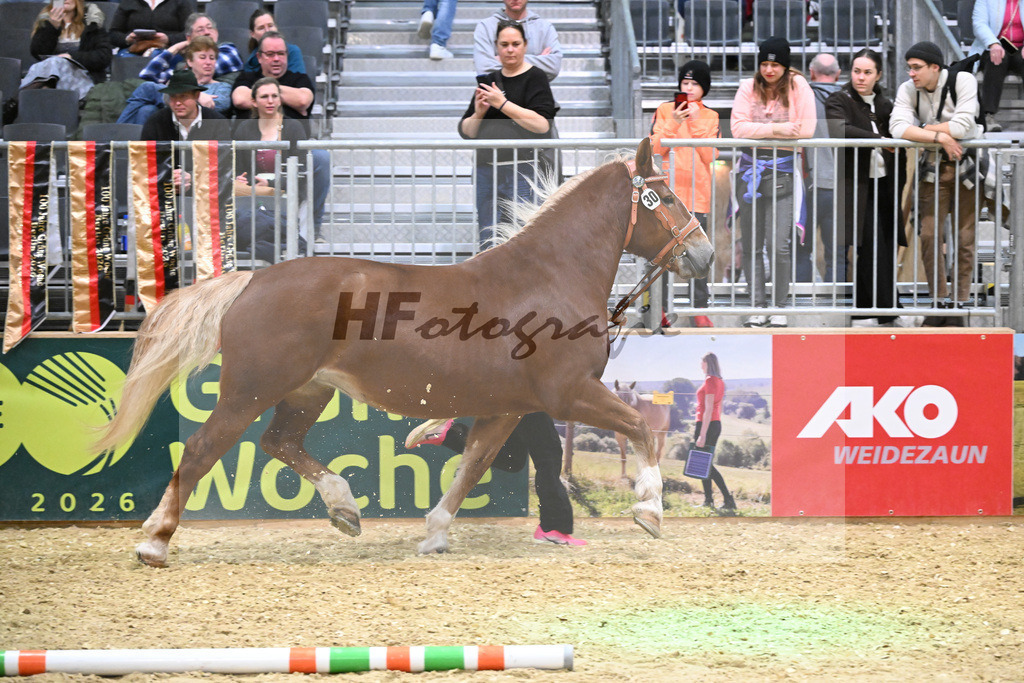 Kat-Nr. 30 Coco v. Valdero_Lichtenegger_1260451 | hf-fotografie - Realisiert mit Pictrs.com
