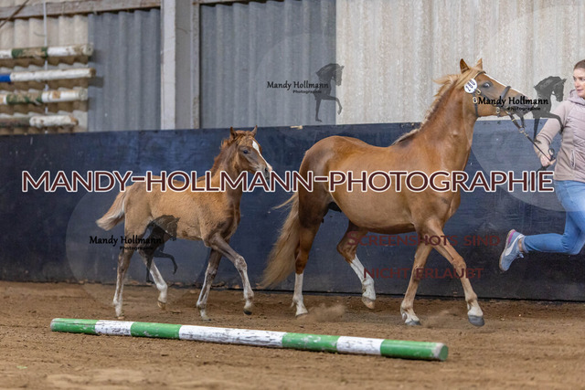 24-7 Fohlen Leybucht (92) | mandyhollmannphotographie