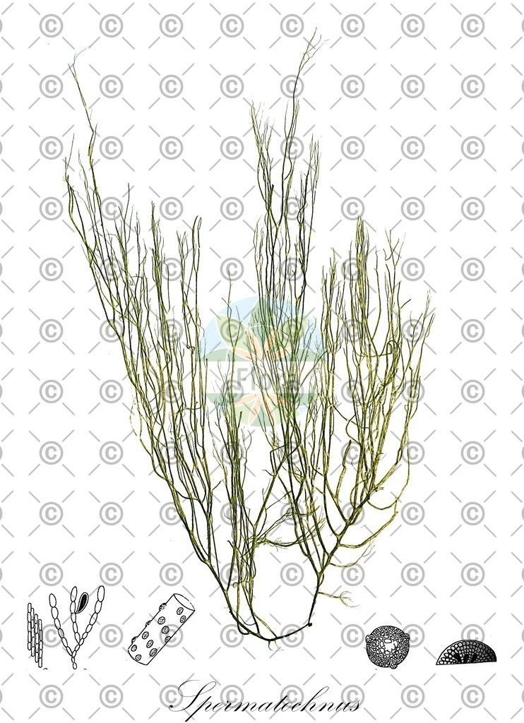 HistAbb_7KBN_1_ENZY_Simple | Historische Abbildung von Spermatochnus - Chordariaceae (0) | Historical Illustration of Spermatochnus - Chordariaceae (0)