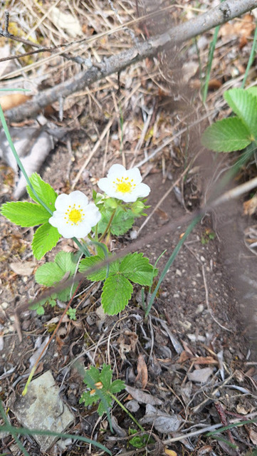 Knackerdbeere | Verkauf von Fotos und  Videoclips zumThema Natur.Motive sind Pflanzen, Tiere, Landschaftenund Wetter - Realisiert mit Pictrs.com