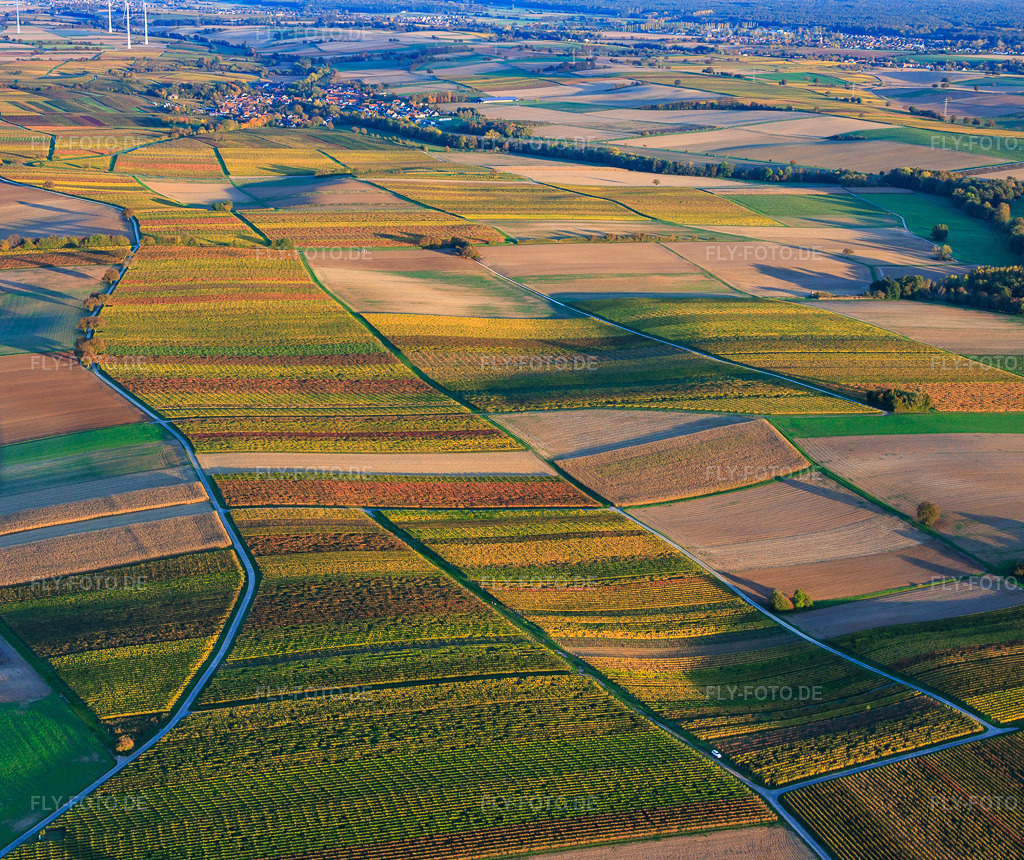 Luftbild: herbstlich gerfärbte Weinberge zwischen Dierbach und Kappellen-Drusweiler in Oberhausen im Bundesland Rheinland-Pfalz in Deutschland. Foto: IMG_150385.jpg vom 15.10.2025 durch Werner Riehm/FLY-FOTO.de