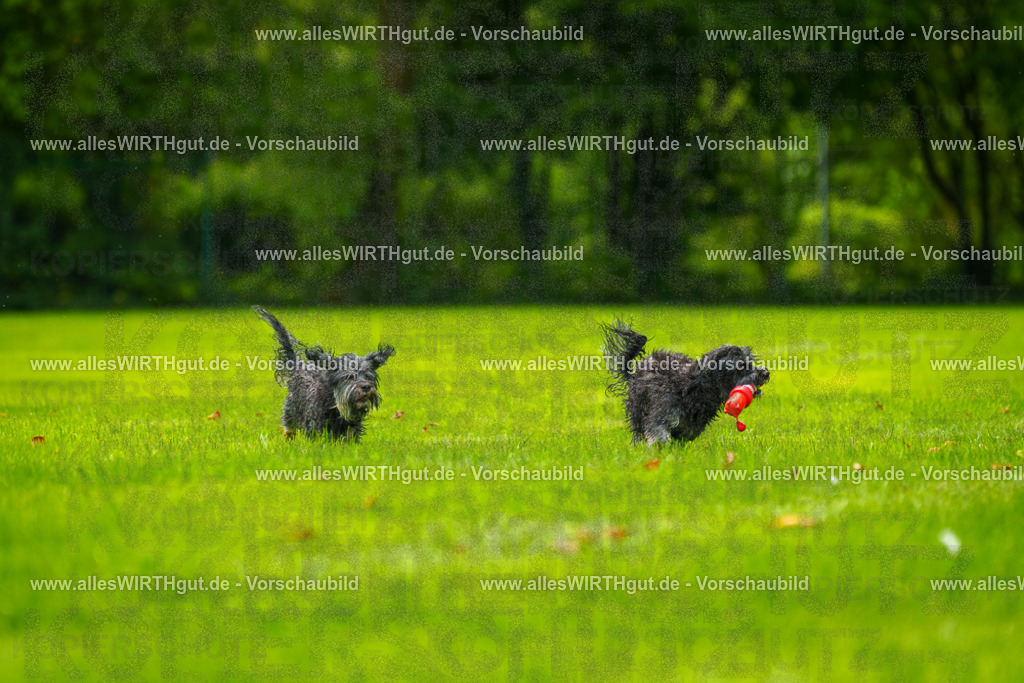 Hundeschwimmen_Grefrath_2026-allesWIRTHgut_Tierfotografie-11_02-7R503021 | Professionelle Tierfotografie in Mönchengladbach von Daniel Wirth (allesWIRTHgut). Liebevolle & natürliche Bilder von Hunden & Katzen für unvergessliche Erinnerungen.