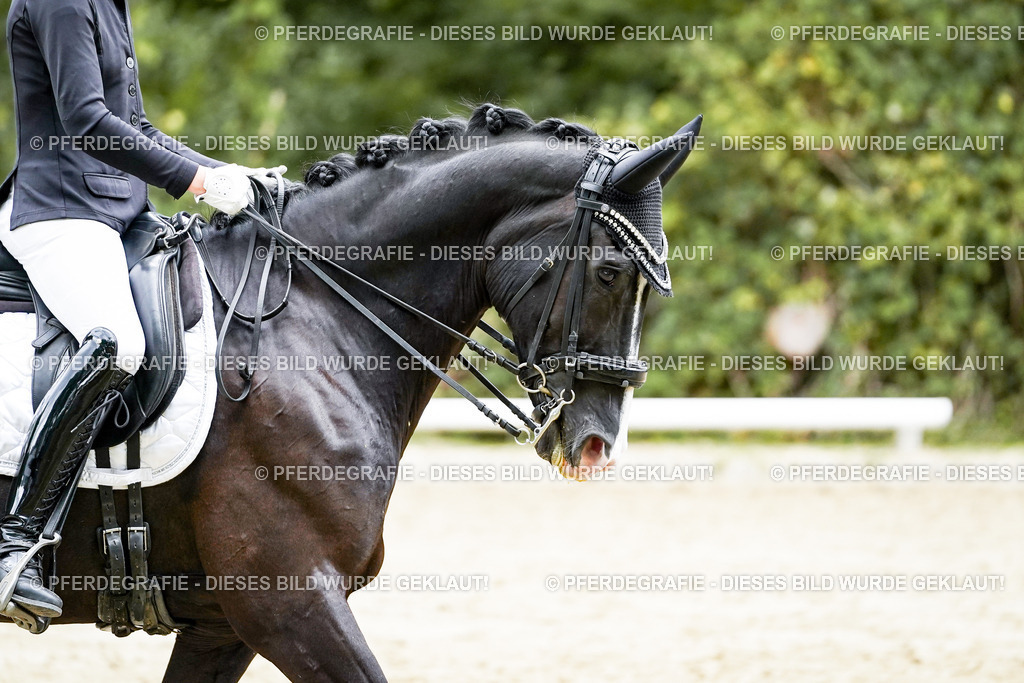 DSC06116 | Pferdegrafie