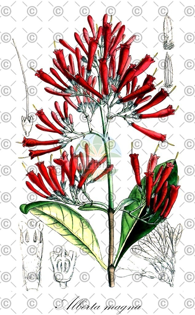 HistAbb_wfo-0000938143_1_ENZY_Simple | Historische Abbildung von Alberta magna - Rubiaceae | Historical Illustration of Alberta magna - Rubiaceae