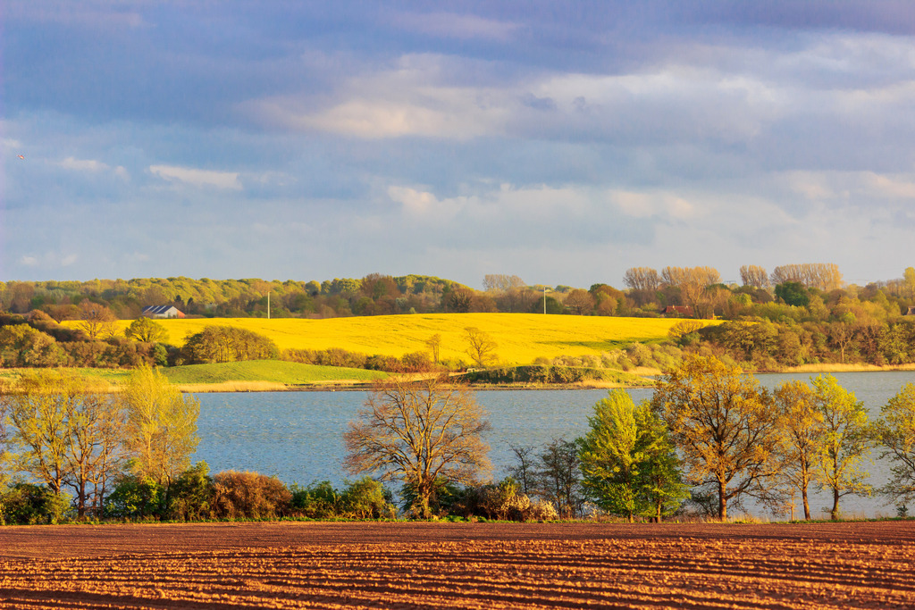 Wandbild: Rapsfeld an der Schlei in schöner Lichtstimmung | Dieses Wandbild im Querformat zeigt ein blühendes Rapsfeld direkt an der Schlei in schöner Abendstimmung. Im Vordergrund befinden direkt am Ufer der Schlei zahlreiche frühlingshafte Bäume. Und auf der anderen Seite der Schlei befindet sich das Rapsfeld. Der Himmel ist stark bewölkt.  - Realisiert mit Pictrs.com