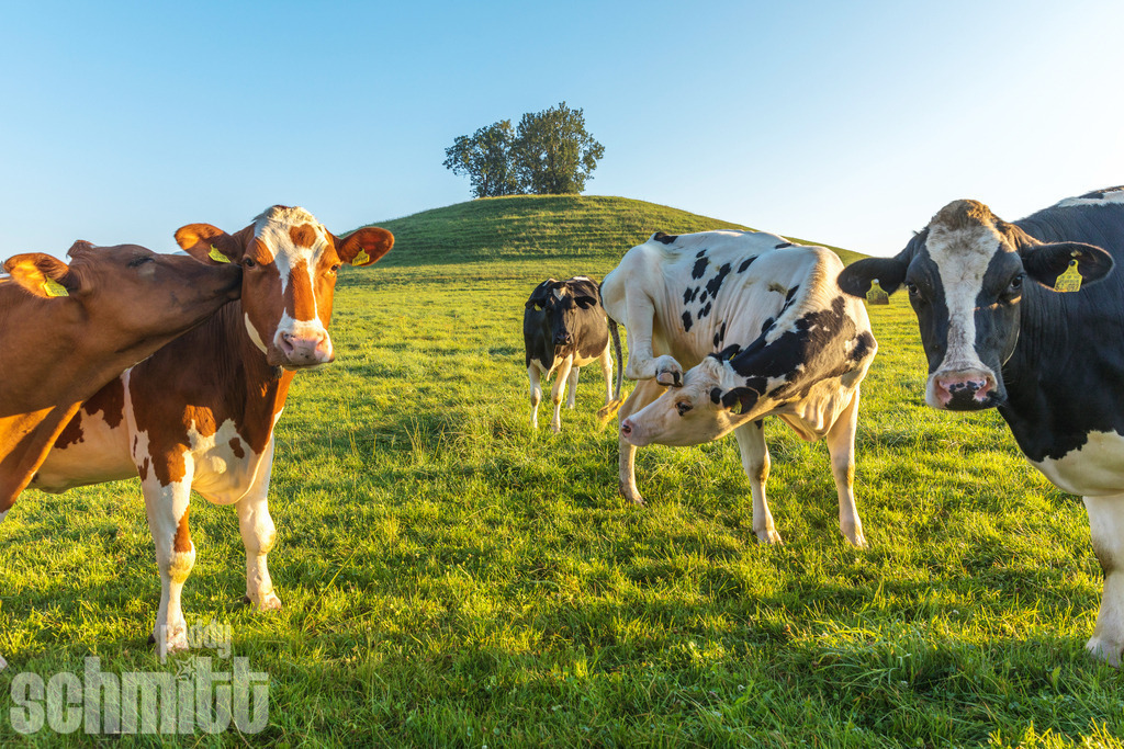 PS-Tiere-2026-84 | Entdecke die größte Bildgalerie der Region mit Fotografien aus dem Allgäu, der Bodenseeregion, Oberschwaben, dem Donautal und der Schwäbischen Alb. Landschaften, Luftaufnahmen und Reisefotografie als Wandbild und Fotokunst. - Realisiert mit Pictrs.com