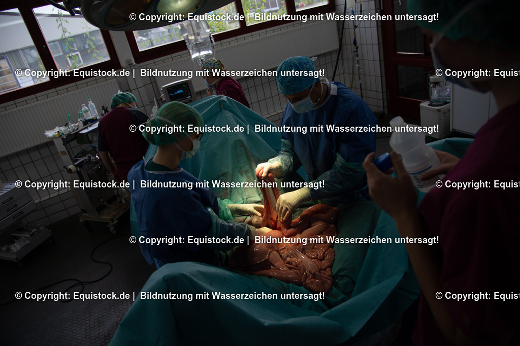 20191022_Kolik_OP_0094 | equistock