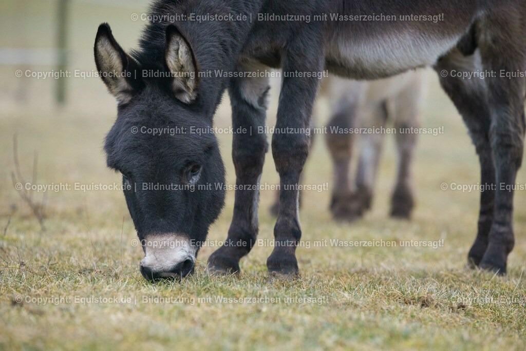 20150217_Esel_0018 | equistock