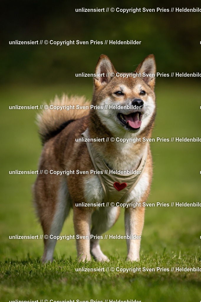 Sven Pries | 2024-09-22 - Hunderennen Baden-BadenPudelverein - Realisiert mit Pictrs.com