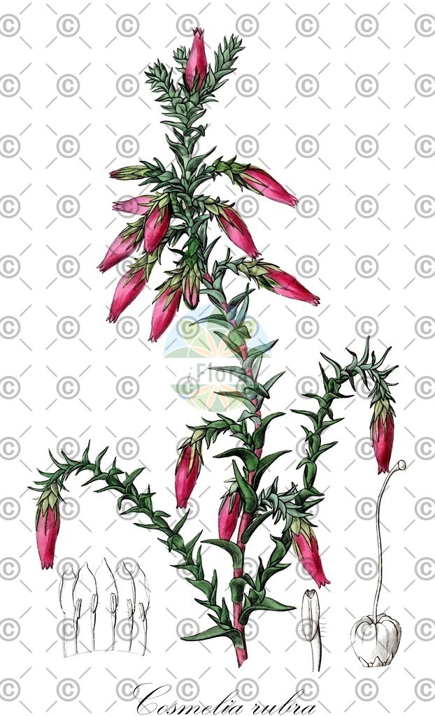 HistAbb_wfo-0000623556_1_ENZY_Simple | Historische Abbildung von Cosmelia rubra - Ericaceae | Historical Illustration of Cosmelia rubra - Ericaceae