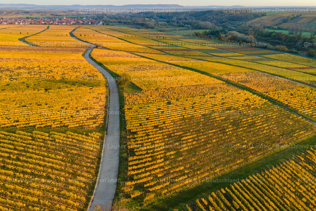 WEI0026 | Weinberg auf der Weininsel bei Sommerach