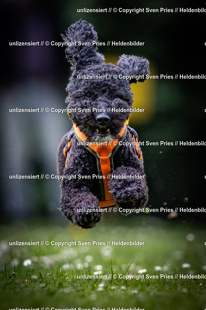 Sven Pries | 2025-05-29 - Pudelrennen KA-Durlach - Realisiert mit Pictrs.com