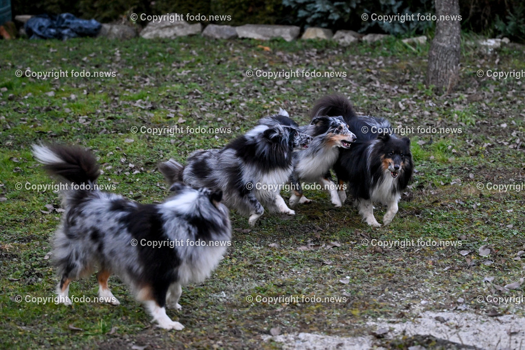 Hunde_ 26.12.2024-25 | 28.012.2024, Povazska Bystrica, SVK, Themenbild, Hunde, im Bild Dog, Hund, Hunde, Rasse, Wiese, laufen, spielen, Sheltie, Shetland Sheepdog, Huetehund, Wachhund, Rudel
