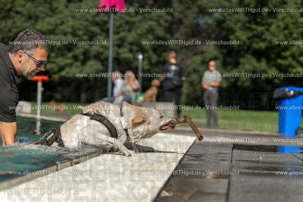 Hundeschwimmen_Volksbad_2026-allesWIRTHgut_Tierfotografie-2609061546-7R501842 | Professionelle Tierfotografie in Mönchengladbach von Daniel Wirth (allesWIRTHgut). Liebevolle & natürliche Bilder von Hunden & Katzen für unvergessliche Erinnerungen.