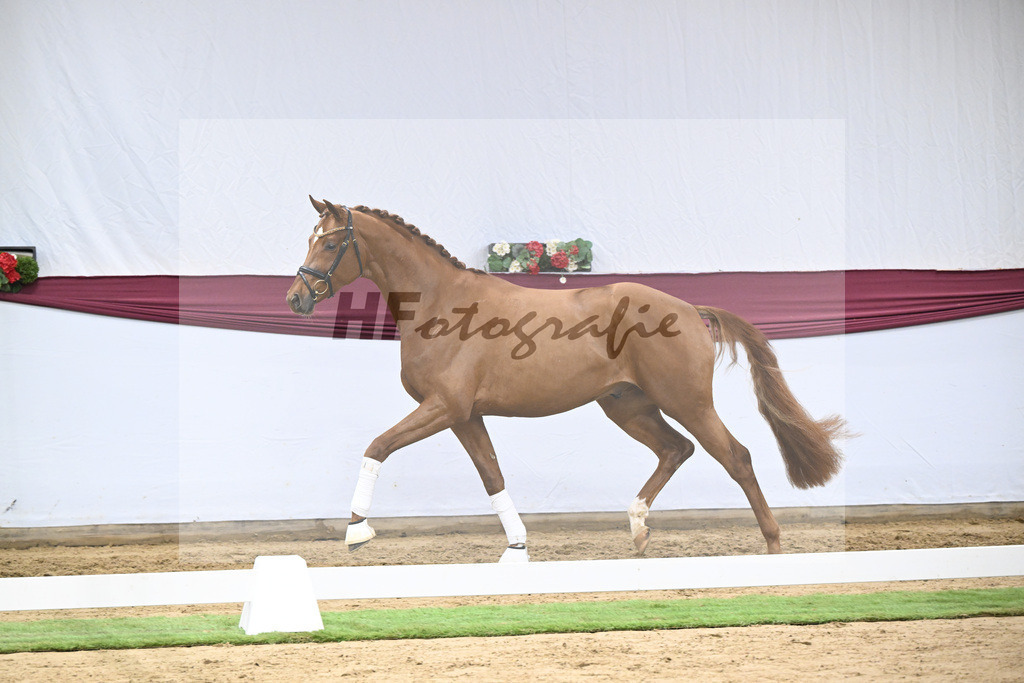 Kat-Nr. 133 Von Und Zu x Locksley III_Sabine Lehner_47254509 | hf-fotografie - Realisiert mit Pictrs.com