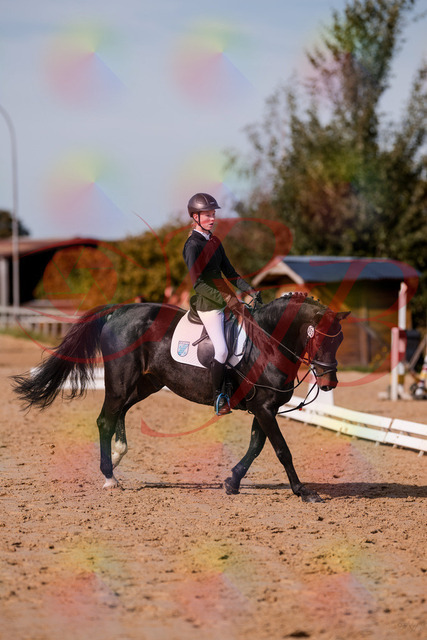 2026_10_03_Siefer-Hof_115748_Z81_98722014 | Professionelle Reitsport-, Turnier- und Eventfotografie von Robert Broda. Galerien mit ausgewählten und bearbeiteten Bildern direkt online ansehen und bestellen.