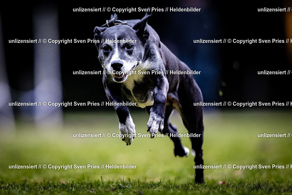 Sven Pries | 2025-10-03 - Hunderennen Obergrombach - Realisiert mit Pictrs.com