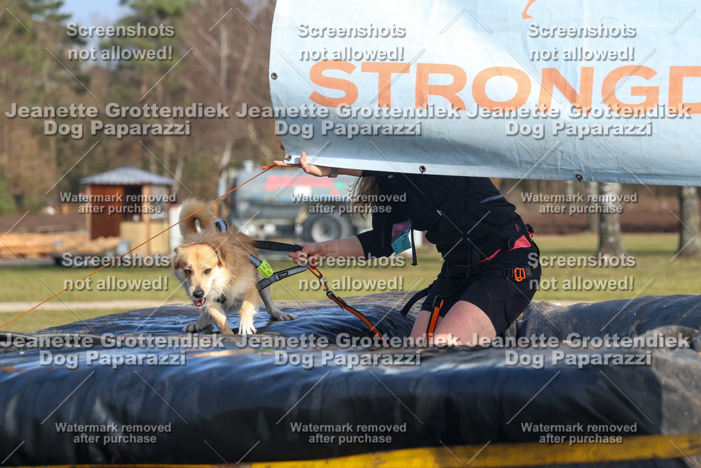 Dog Paparazzi - Strongdog North Mrz26-3235 | Dog Paparazzi Jeanette Grottendiek Fotografie & Videografie - Realisiert mit Pictrs.com
