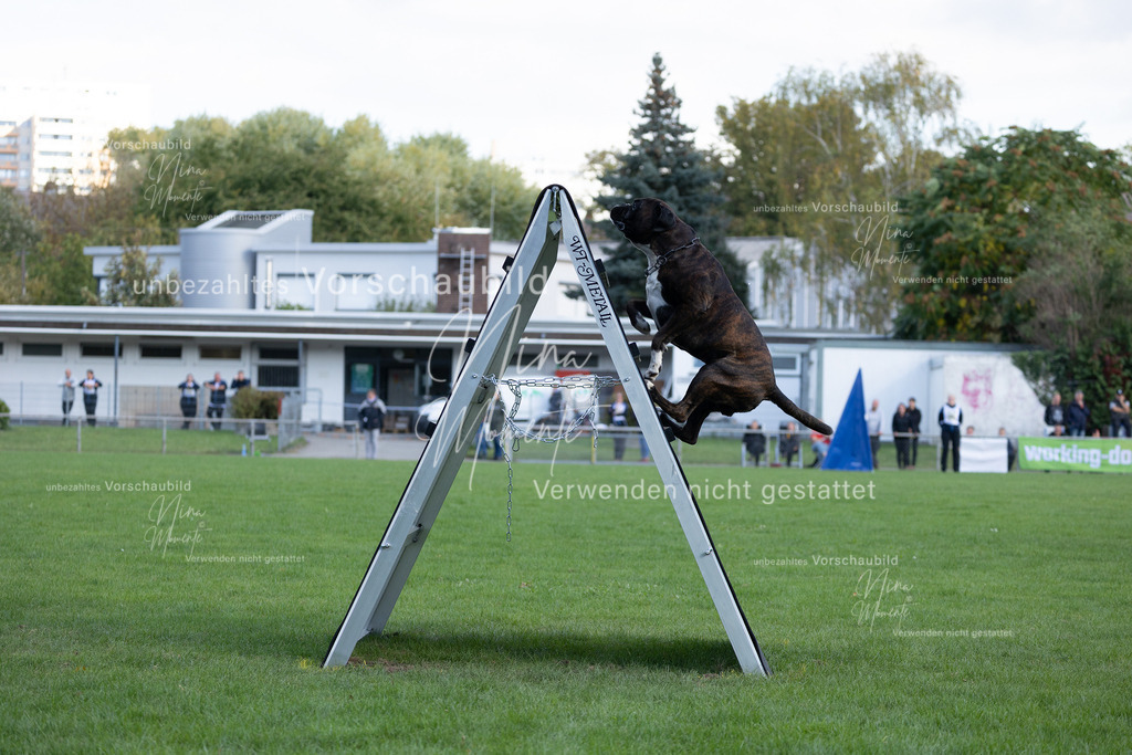 _16A5701 | Einzigartige Fotos von Hunden & Menschen –Actionfotos, Portraits, Vereinsaufnahmen & Paarshootings – authentisch, lebendig & mit Herz.
