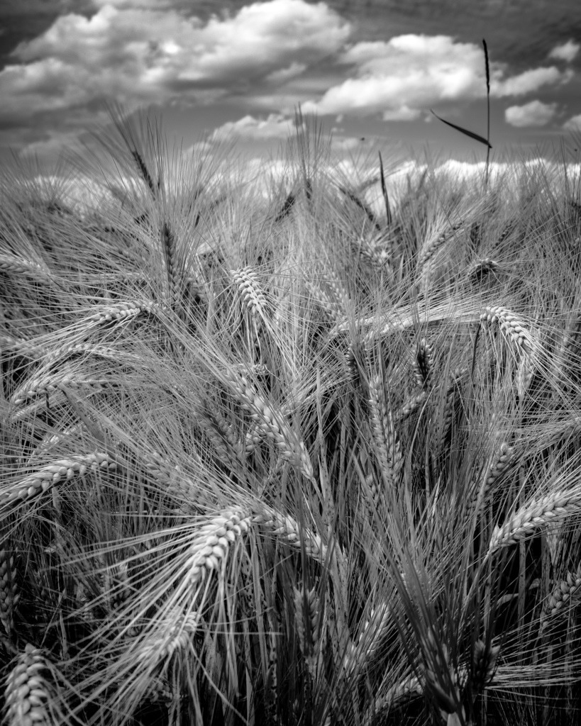 Kornfeld bei Füllinsdorf | Kornfeld mit Wolken im Hintergrund - Realisiert mit Pictrs.com