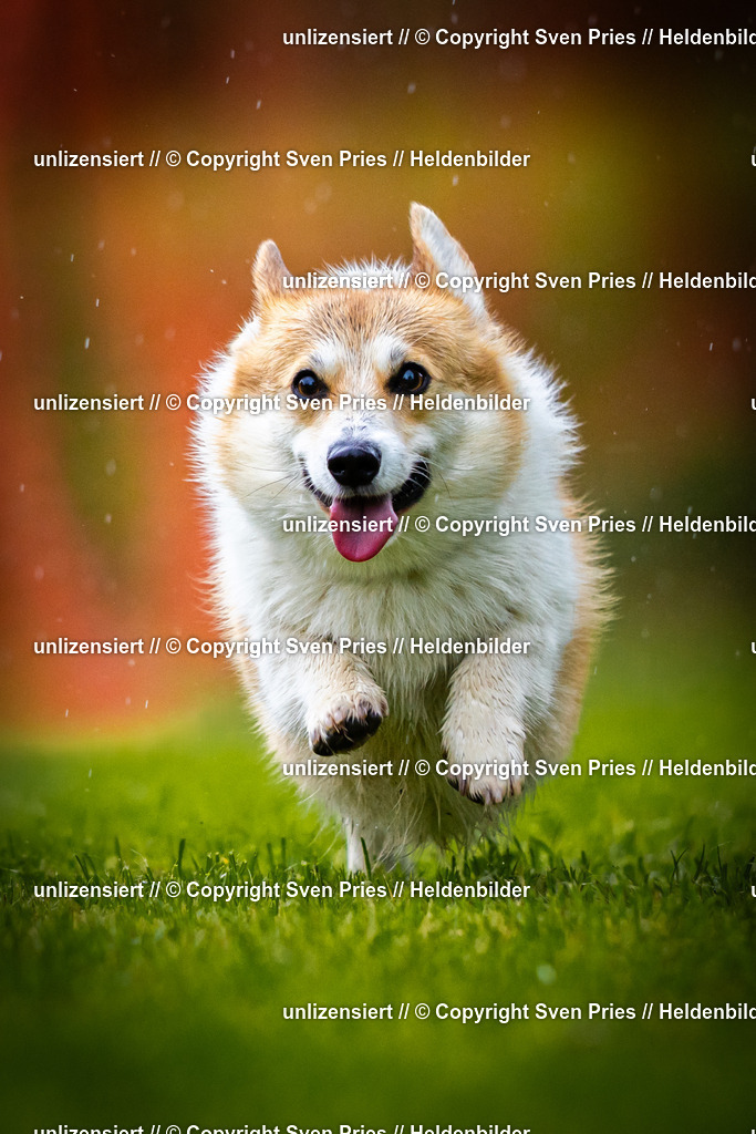 Sven Pries | 2025-09-21 - Hunderennen Baden-Oos - Realisiert mit Pictrs.com