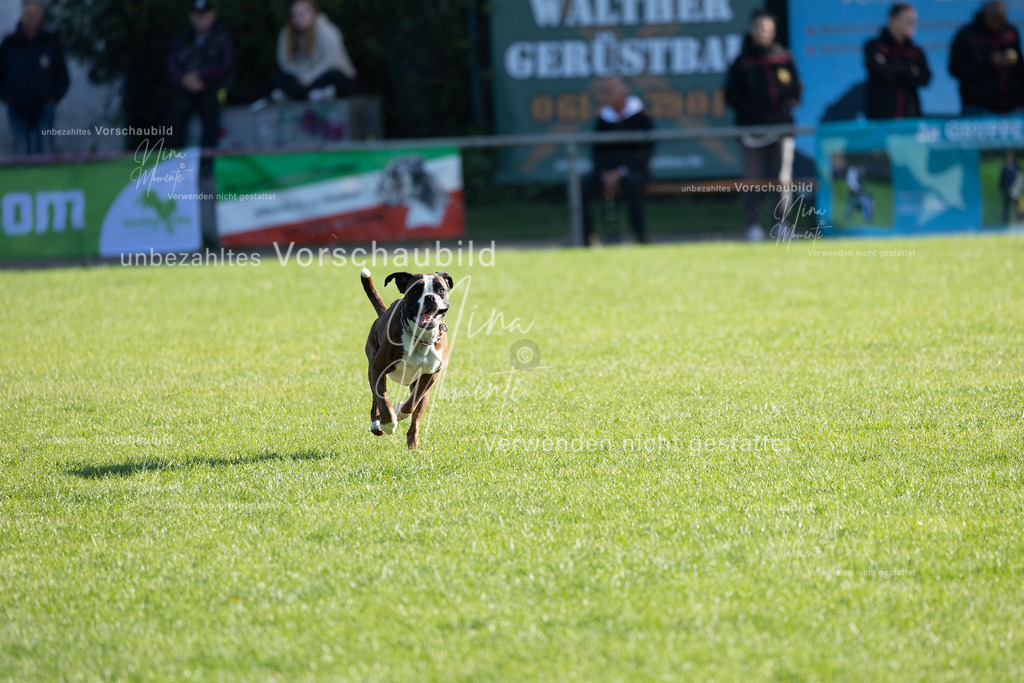 _16A5075 | Einzigartige Fotos von Hunden & Menschen –Actionfotos, Portraits, Vereinsaufnahmen & Paarshootings – authentisch, lebendig & mit Herz.