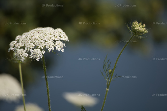 white flowers | Fotos, Fotos kaufen,  Fotos von Stadt und Land, Fotos von Tieren. - Realisiert mit Pictrs.com