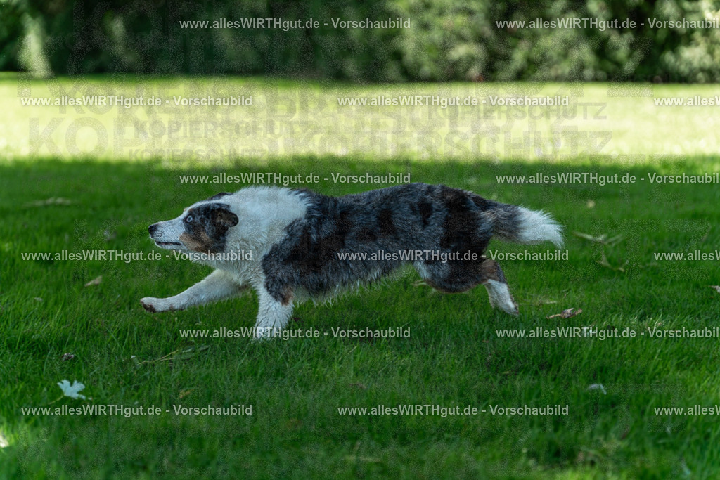Hundeschwimmen_Volksbad_2026-allesWIRTHgut_Tierfotografie-2609061320-7R500631 | Professionelle Tierfotografie in Mönchengladbach von Daniel Wirth (allesWIRTHgut). Liebevolle & natürliche Bilder von Hunden & Katzen für unvergessliche Erinnerungen.