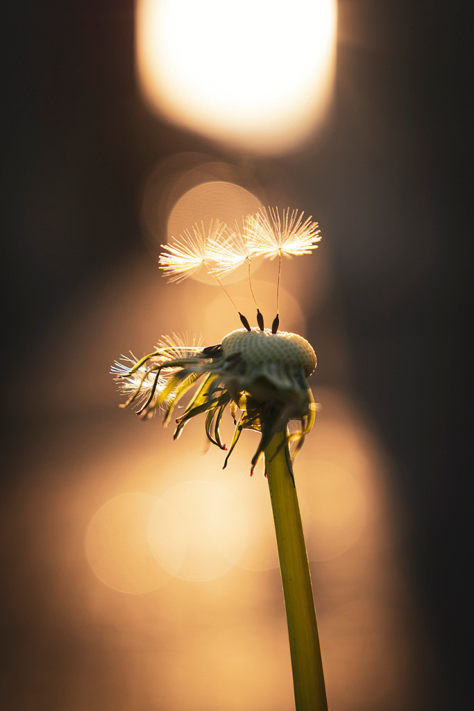 Lichtspiel – Pusteblume bei Sonnenuntergang | Nahaufnahme einer verblühten Pusteblume im Gegenlicht. Einzelne Schirmchen stehen noch aufrecht, das warme Abendlicht bringt sie zum Leuchten. Ein ruhiges, stimmungsvolles Bild mit feinen Details. - Realisiert mit Pictrs.com