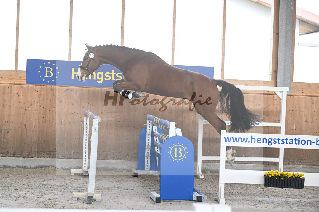 Kat-Nr. 14 Agathus de la Ceur v. Asterix de Couleur_Hoffmeister_14260795 | hf-fotografie - Realisiert mit Pictrs.com