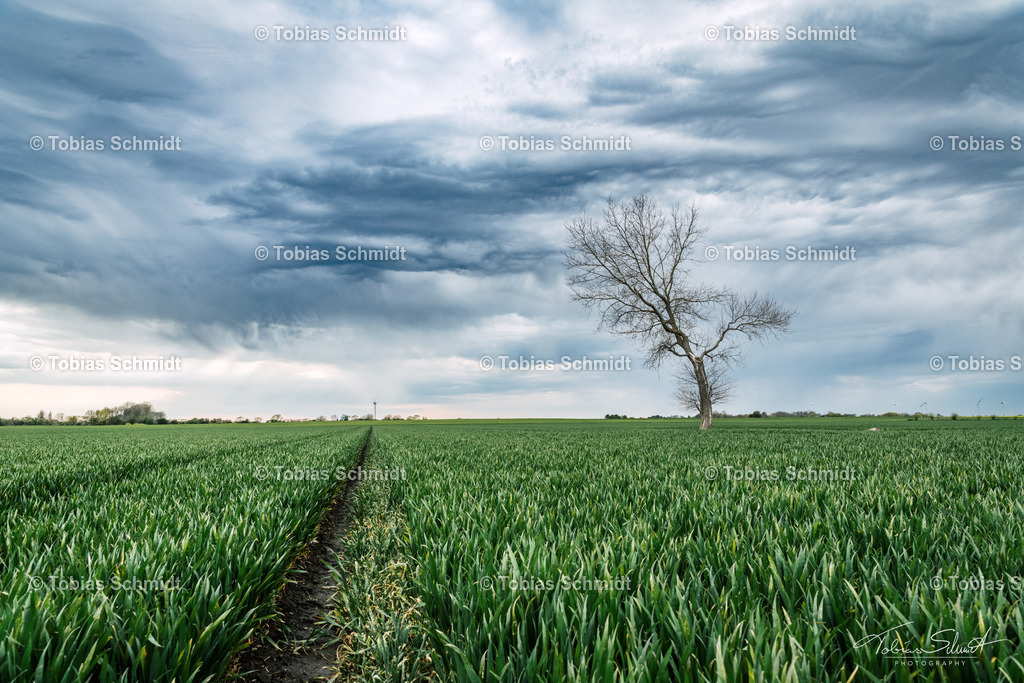 Fehmarn__DSC3369 | Fotoprodukte, Kalender und Wanddeko direkt vom Fotografen auf Fehmarn. Ob Wandbild auf Alu-Dibond, hinter Acrylglas oder auf Leinwand – hier können Sie Ihr Lieblingsbild kaufen. - Realisiert mit Pictrs.com