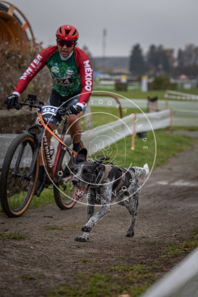 CaniXpix_0L8A1723 | Hundefotografie, Tierfotograf, Pfotenfotografie, Fotoshooting Hund, Hunde Portrait, Hundesport, Hundeportraits, Heideshooting, Hunde, Sportfotograf, Hundefotograf, Turnierhundsport, THS,  - Realisiert mit Pictrs.com