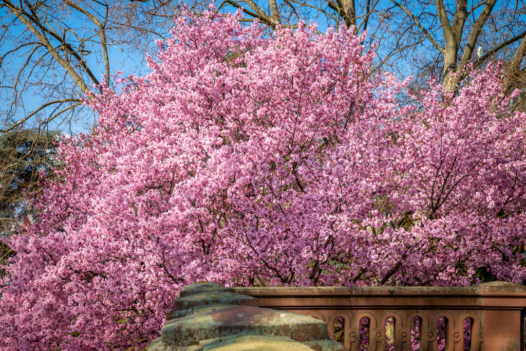 Großer Kirchbaum | fotografie-bernd-pfalzgraf - Realisiert mit Pictrs.com