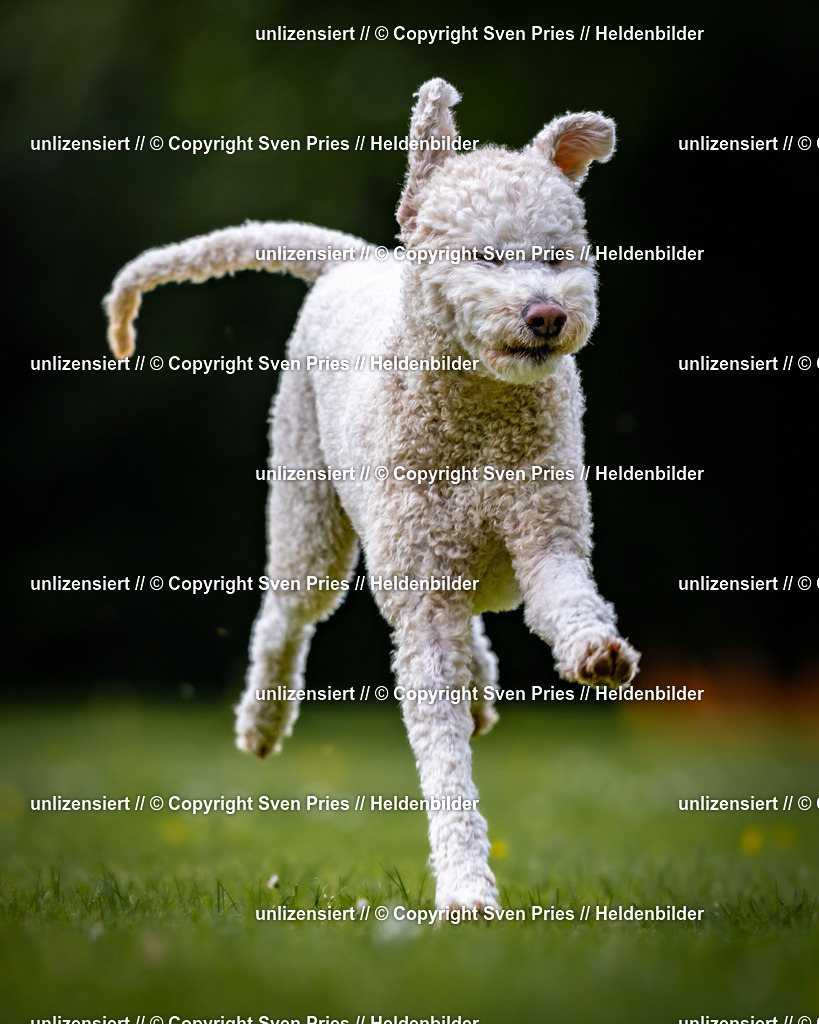 Sven Pries | 2026-05-14 - Hunderennen KA Durlach Vatertag 2026 - Realisiert mit Pictrs.com