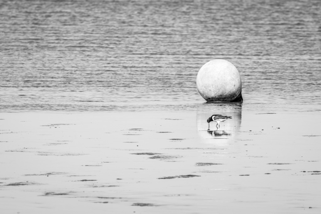 Austernfischer | Ein Austernfischer auf Nahrungssuche im Wattenmeer.