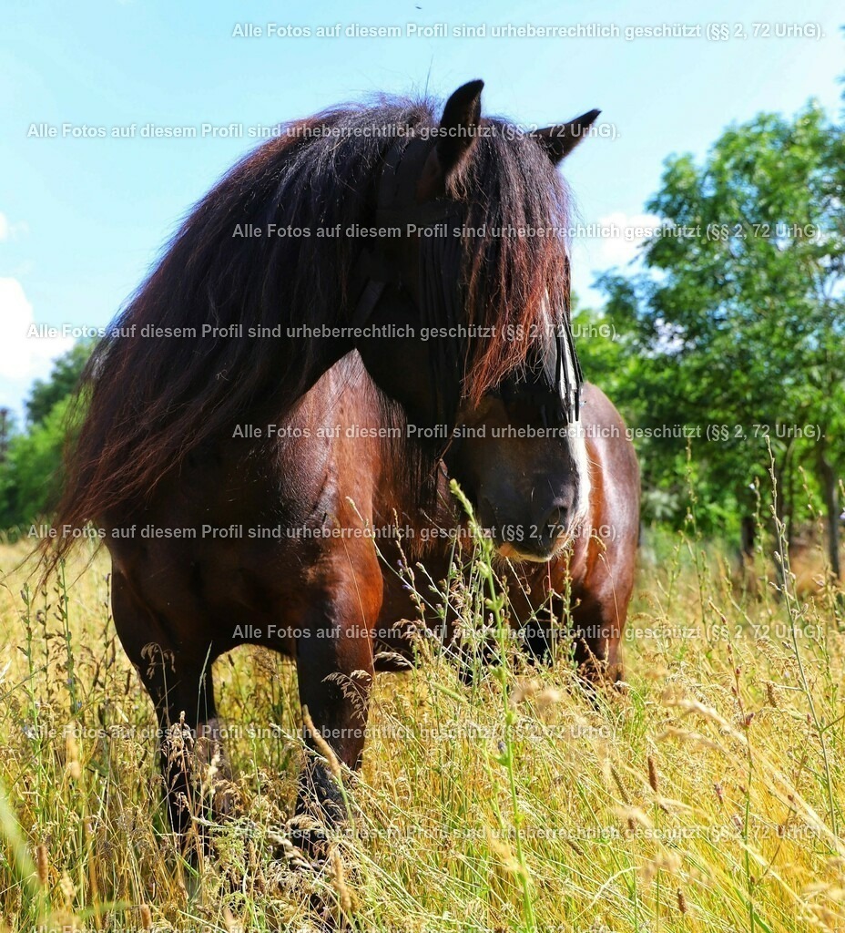 IMG_20210704_054948_121_2 | krollfotografie - Realisiert mit Pictrs.com