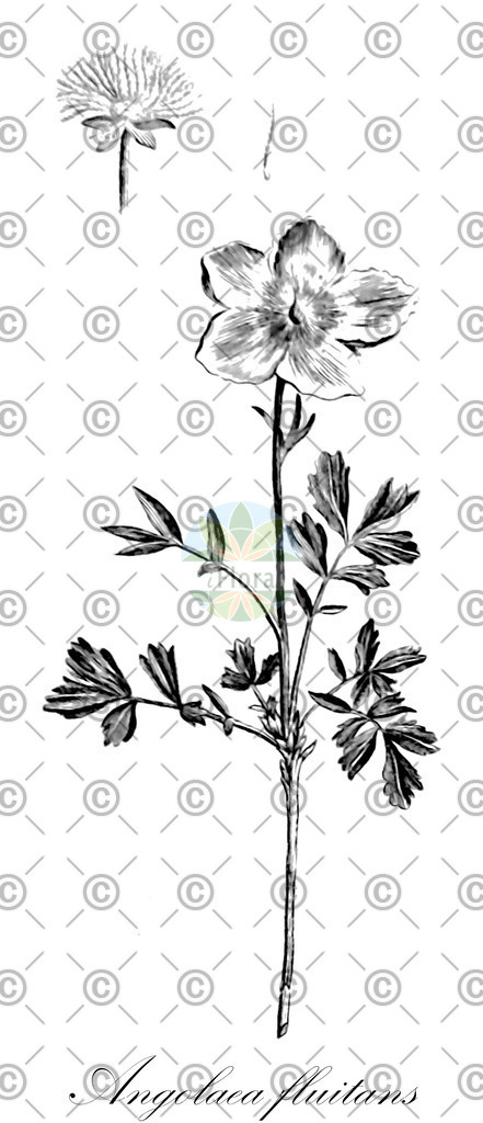 HistAbb_wfo-0000536542_301_ENZY_Simple | Historische Abbildung von Angolaea fluitans - Podostemaceae | Historical Illustration of Angolaea fluitans - Podostemaceae