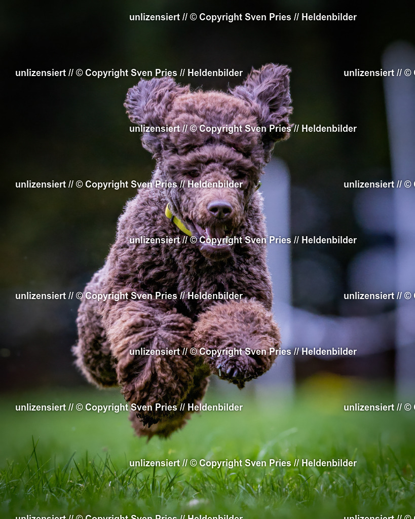 Sven Pries | 2024-10-19 - Hunderennen Ober-Grombach - Realisiert mit Pictrs.com