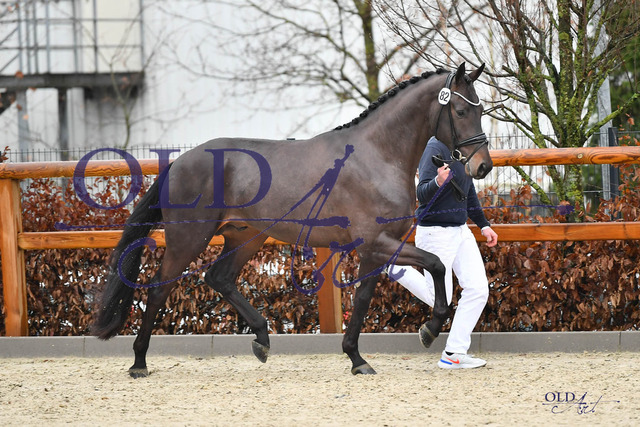 82 DE431311414520 HM Zackorado - Lauries Crusador xx - Weltruhm DSC_0014 | <meta name="description" content="★Offizieller Merchandise und Foto-/Videostore des Oldenburger Verbandes.★ ✅Jetzt auch digital Ausdrucke erhältlich." />
<meta name="keywords" content="Merchandise Foto-/Videostore Oldenburger Verband Photographie 